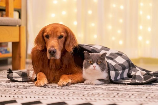 Barkitecture: how to create pet-friendly home