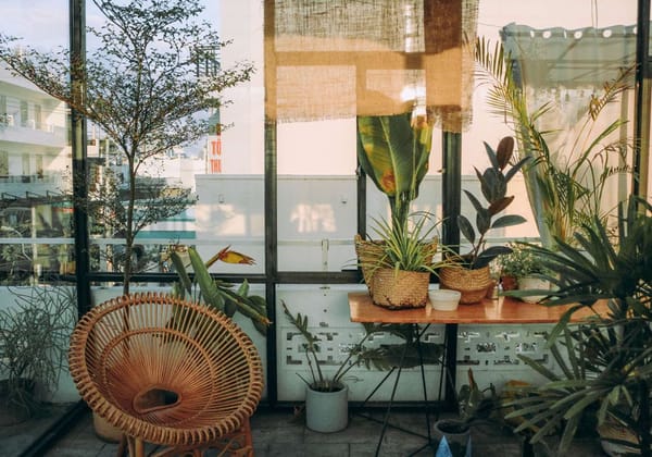 tips for caring for your plants