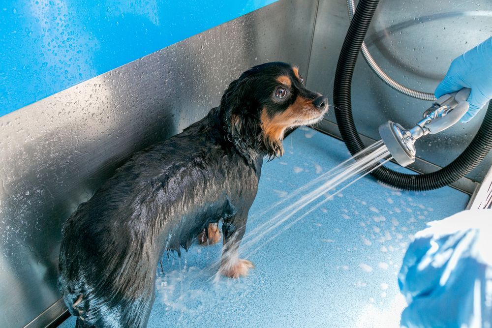 specialized dog washing station