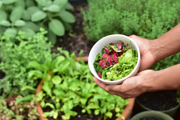 potager avec verdure