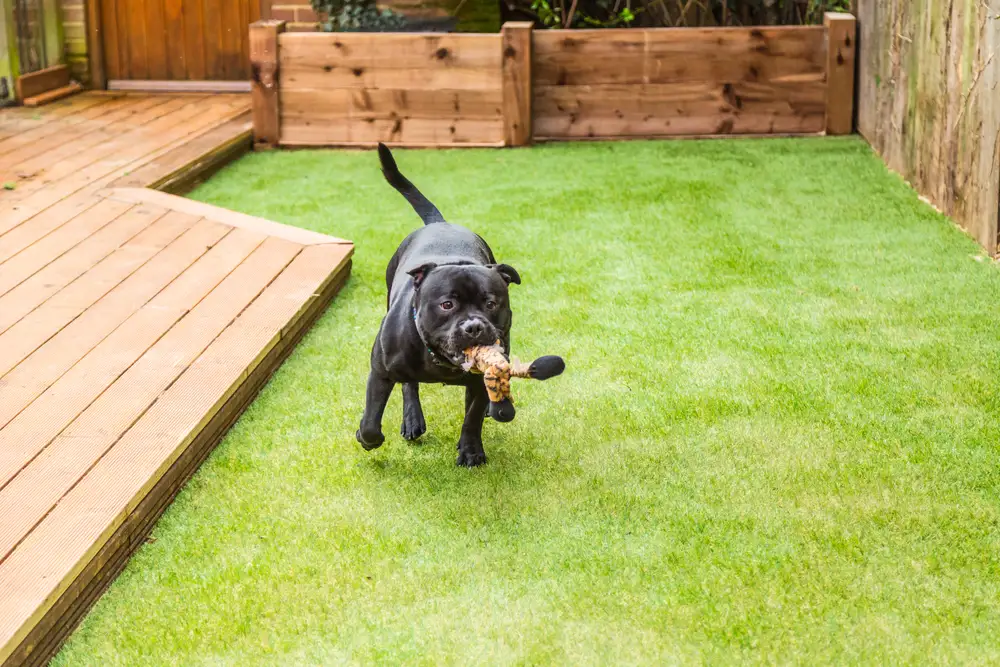 bull terrier dog running and playing on artificial grass